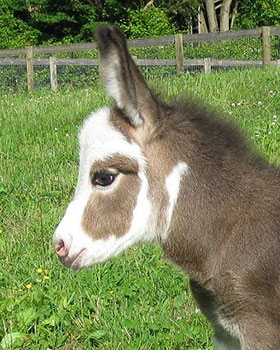 Critter Haven Farm Miniature Donkeys